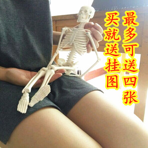 人体骨骼模型十大品牌排行榜>